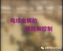 夏季球蟲到底該怎么預(yù)防治療？都在這里！